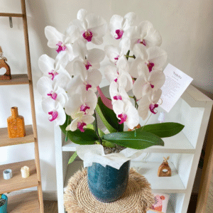 2 Orchid